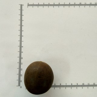 罗汉果直径4.4-4.7 中小个 广西桂林