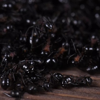 黑蚂蚁 统货 吉林长白山